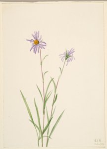 Suo Aster (Aster paludosus) tekijältä Mary Vaux Walcott