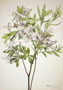 Suoatsalea (Azalea viscosa) tekijältä Mary Vaux Walcott