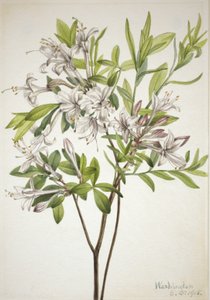 Suo Azalea Azalea viscosa, 1918. tekijältä Mary Vaux Walcott