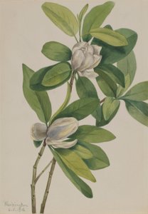 Suo-magnolia (Magnolia virginiana) tekijältä Mary Vaux Walcott