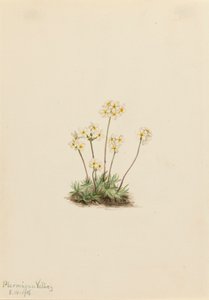 Makea Androsace Androsace carinata, 1916. tekijältä Mary Vaux Walcott