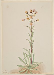 Korkea kirppis (Erigeron acris) tekijältä Mary Vaux Walcott