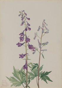 Korkea Ruusunputki (Delphinium elongatum) tekijältä Mary Vaux Walcott