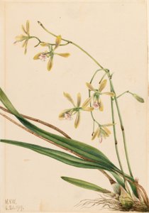 Tampa Epidendrum (Epidendrum tampense) tekijältä Mary Vaux Walcott