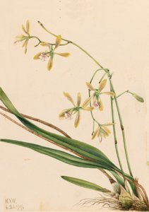 Tampa Epidendrum Epidendrum tampense, 1919. tekijältä Mary Vaux Walcott