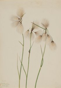 Tupsupuuvillaruoho Eriophorum angustifolium, 1920. tekijältä Mary Vaux Walcott