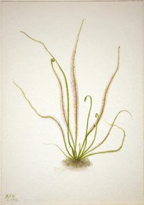 Kierre lehti Sundew (Drosera rotundifolia) tekijältä Mary Vaux Walcott