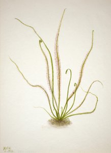 Lankalehti Sundew Drosera rotundifolia, 1933. tekijältä Mary Vaux Walcott