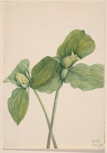 Toukka Trillium (Trillium sessile) tekijältä Mary Vaux Walcott