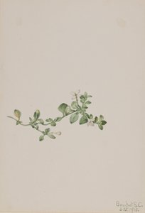 Trailing Houstonia Houstonia procumbens, 1918. finlandès tekijältä Mary Vaux Walcott