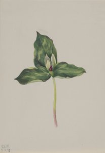 Trillium discolor tekijältä Mary Vaux Walcott
