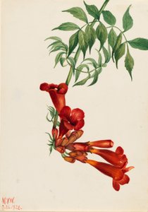 Trumpetti Creeper (Bignonia radicans) tekijältä Mary Vaux Walcott