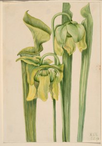 Trumpetleaf (Sarracenia flava) tekijältä Mary Vaux Walcott