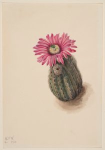 Kalkkunapääkaktus (Echinocerus perbellus) tekijältä Mary Vaux Walcott