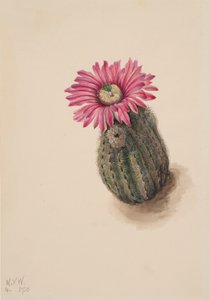 Turkkipääkaktus Echinocereus perbellus, 1930. tekijältä Mary Vaux Walcott