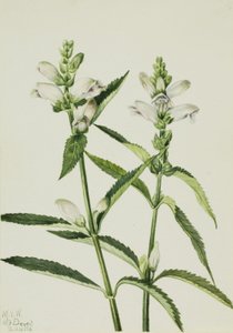 Kilpikonnapää (Chelone glabra) tekijältä Mary Vaux Walcott