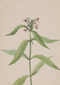 Kilpikonnapää (Chelone glabra) tekijältä Mary Vaux Walcott