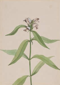 Turtlehead Chelone Glabr, Ca. 1917-1918. tekijältä Mary Vaux Walcott