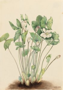 Kaksoislehti (Jeffersonia diphylla)