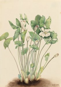 Kaksoislehtinen Jeffersonia diphylla, 1919. tekijältä Mary Vaux Walcott