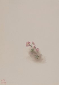 Nimetön-kukkatutkimus tekijältä Mary Vaux Walcott