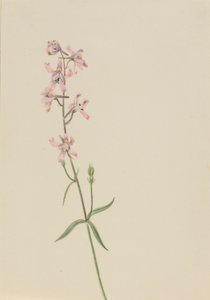 Nimetön-kukkatutkimus tekijältä Mary Vaux Walcott