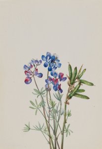 Nimetön-kukkatutkimus tekijältä Mary Vaux Walcott