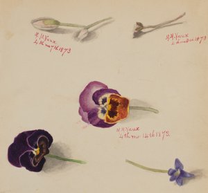 Nimetön - Kukkatutkimus, 1873. tekijältä Mary Vaux Walcott