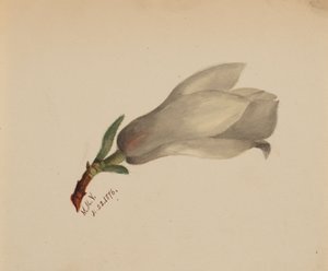 Nimetön - Kukkatutkimus, 1876. tekijältä Mary Vaux Walcott