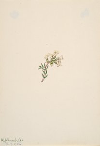 Nimetön - Kukkatutkimus, 1905. tekijältä Mary Vaux Walcott