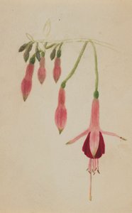 Untitled - Flower Study, n. 1872-1874. tekijältä Mary Vaux Walcott