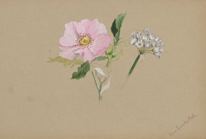 Untitled - Flower Study, n. 1876-1878. tekijältä Mary Vaux Walcott