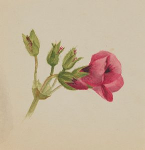 Untitled - Flower Study, n. 1876. tekijältä Mary Vaux Walcott