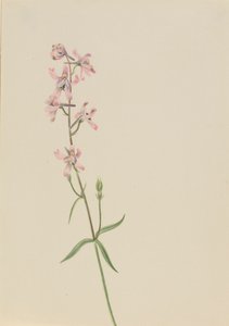Untitled - Flower Study, n. 1900-1930. tekijältä Mary Vaux Walcott