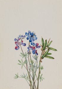 Untitled - Flower Study, n. 1900-1930. tekijältä Mary Vaux Walcott