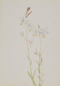 Untitled - Flower Study, n.d. tekijältä Mary Vaux Walcott