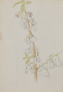 Sense títol--Estudi de flors, n.d. finlandès tekijältä Mary Vaux Walcott