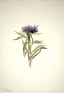 Otsikoimaton--kasvitutkimus tekijältä Mary Vaux Walcott