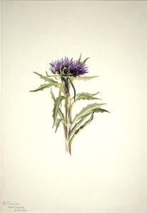 Nimetön - Kasvitutkimus, 1904. tekijältä Mary Vaux Walcott