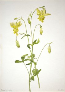 Nimetön - Kasvitutkimus, 1904. tekijältä Mary Vaux Walcott