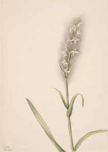 Nimetön - Kasvitutkimus, 1904. tekijältä Mary Vaux Walcott