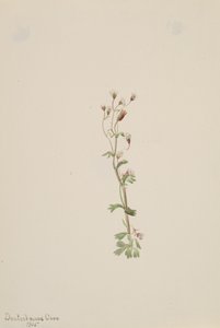 Nimetön - Kasvitutkimus, 1905. tekijältä Mary Vaux Walcott