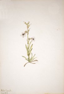 Nimetön - Kasvitutkimus, 1917. tekijältä Mary Vaux Walcott