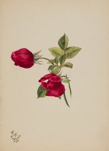Nimetön - Rose, 1878. tekijältä Mary Vaux Walcott