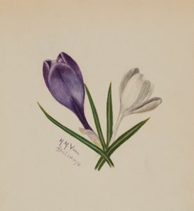 Nimetön (krookukset) tekijältä Mary Vaux Walcott
