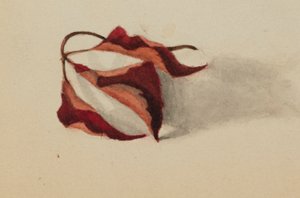 Nimetön (Kiehkuraiset syyslehdet) tekijältä Mary Vaux Walcott