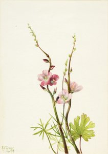 Nimetön (Kukkatutkimus) tekijältä Mary Vaux Walcott