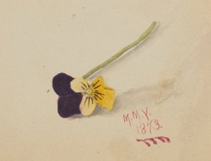 Nimetön (Pansy) tekijältä Mary Vaux Walcott