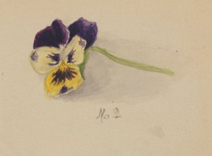 Nimetön (Pansy) tekijältä Mary Vaux Walcott