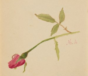 Nimetön (Rose) tekijältä Mary Vaux Walcott